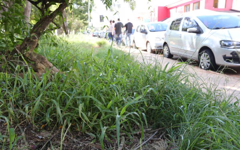 Cansados de esperar pela prefeitura, moradores fazem roçagem de mato por conta própria em Goiânia.