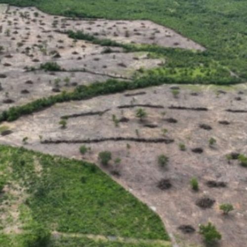 Fiscais flagram desmatamento ilegal de 132 hectares em Teresina de Goiás